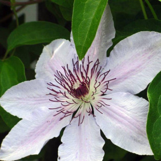 Miss Bateman Clematis Powojnik