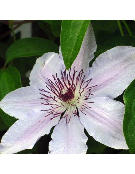 Miss Bateman Clematis Powojnik
