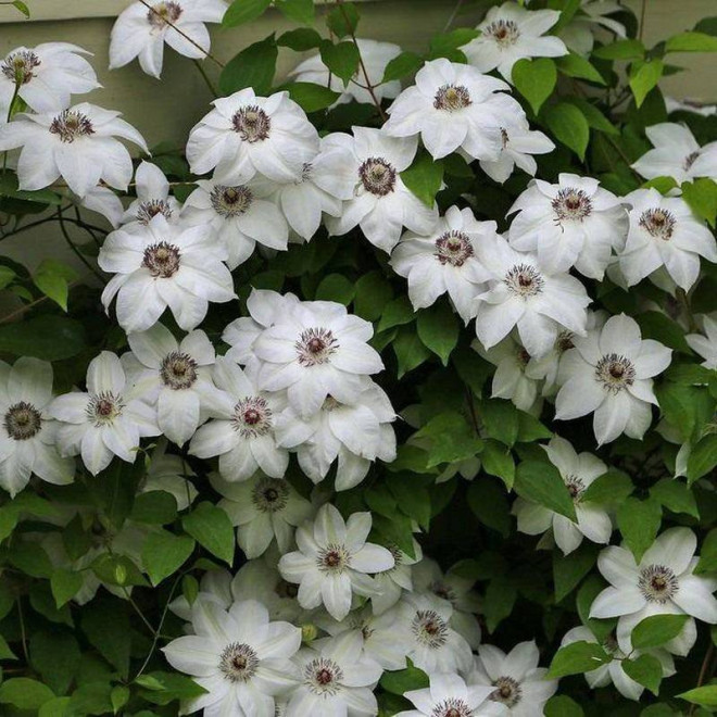 Powojnik Miss Bateman Clematis