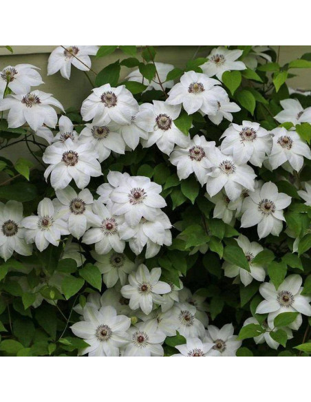 Powojnik Miss Bateman Clematis