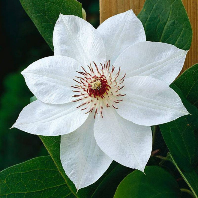 Powojnik Clematis Miss Bateman