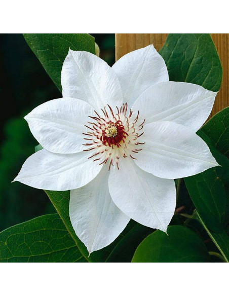 Powojnik Clematis Miss Bateman