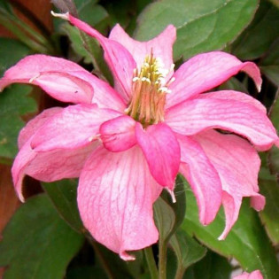 Clematis montana Broughton Star