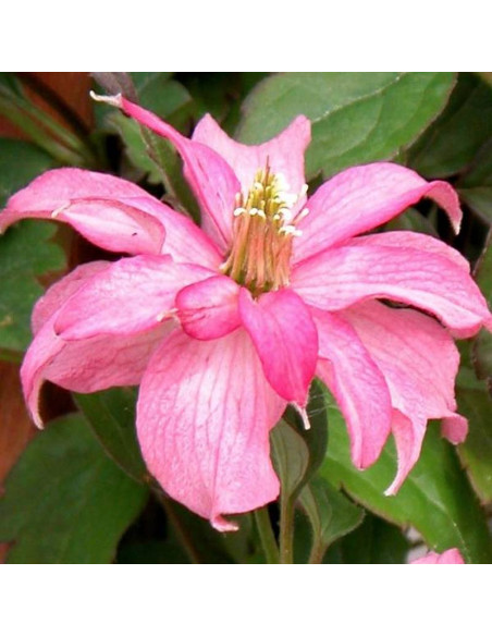 Clematis montana Broughton Star