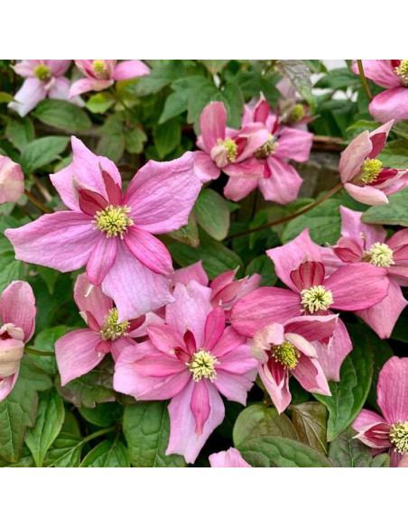 Clematis montana Broughton Star Clematis montana Broughton Star