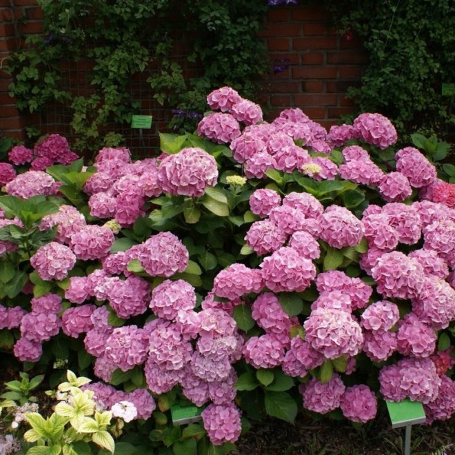 Hortensja ogrodowa Bodensee Hydrangea macrophylla - Szkółka Florela