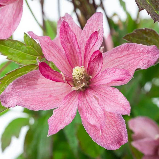 Clematis montana Broughton Star