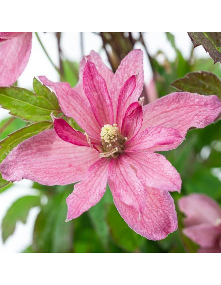 Clematis montana Broughton Star