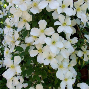 Montana Grandiflora Clematis Powojnik