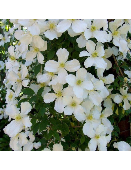 Montana Grandiflora Clematis Powojnik