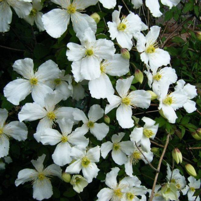 Powojnik Montana Grandiflora Clematis