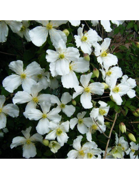 Powojnik Montana Grandiflora Clematis