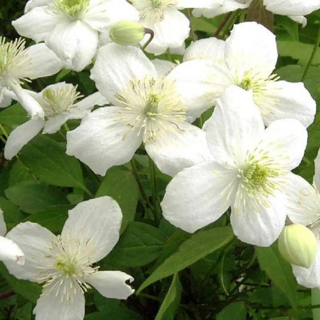 Powojnik Clematis Montana Grandiflora