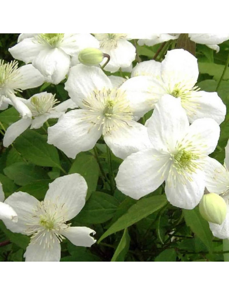 Powojnik Clematis Montana Grandiflora