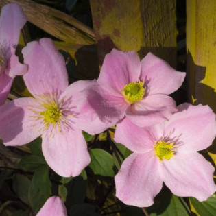 Montana Rubens Clematis Powojnik