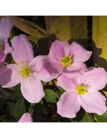 Montana Rubens Clematis Powojnik