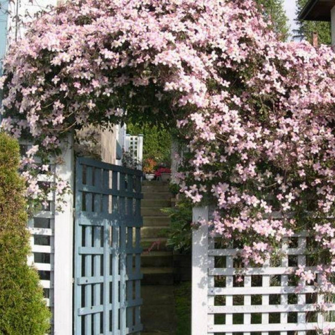 Powojnik Montana Rubens Clematis