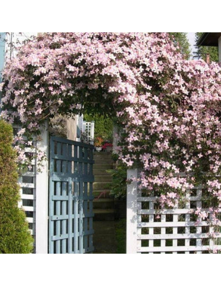 Powojnik Montana Rubens Clematis