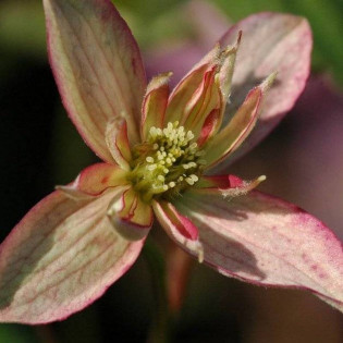 Powojnik Montana rubens Marjorie Clematis montana