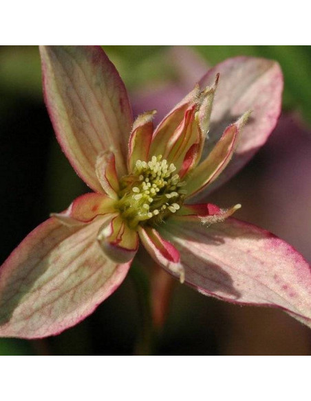 Powojnik Montana rubens Marjorie Clematis montana