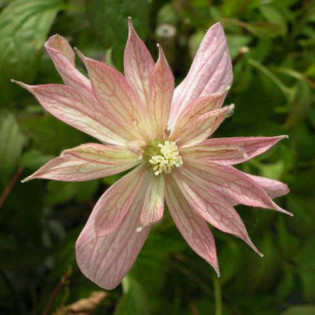 Powojnik Montana rubens Marjorie Clematis montana 2