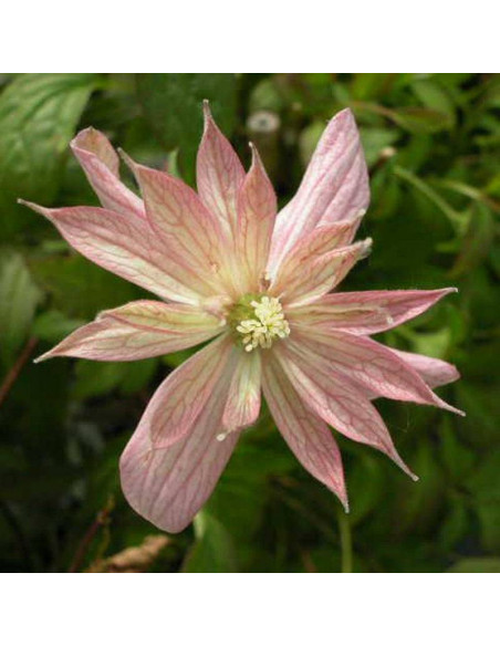 rubens Marjorie Clematis montana Powojnik Montana