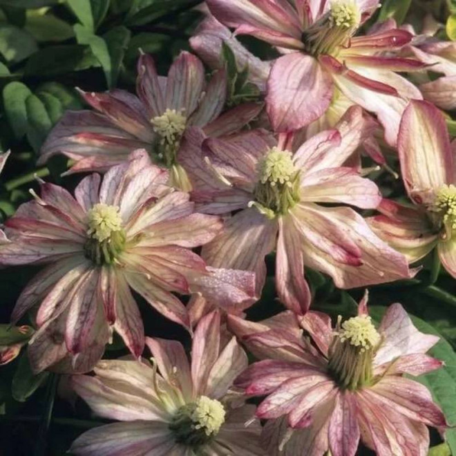 Powojnik Montana  Clematis montana rubens Marjorie