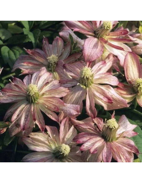 Powojnik Montana  Clematis montana rubens Marjorie