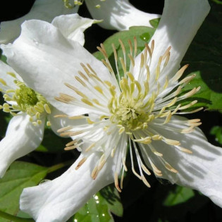 Powojnik Montana Wilsonii Clematis montana 2