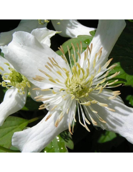 Wilsonii Clematis montana Powojnik Montana