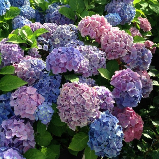 Hortensja ogrodowa Bouquet Rose Hydrangea macrophylla Tricolor