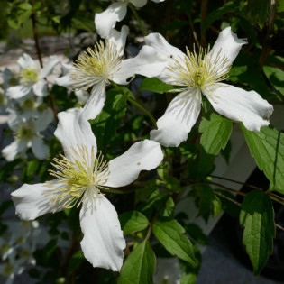 Powojnik Montana Wilsonii Clematis montana