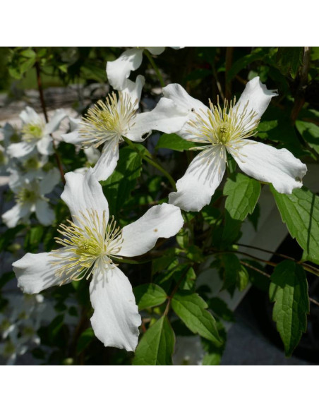 Powojnik Montana Wilsonii Clematis montana