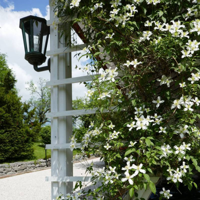 Powojnik Montana Clematis montana Wilsonii