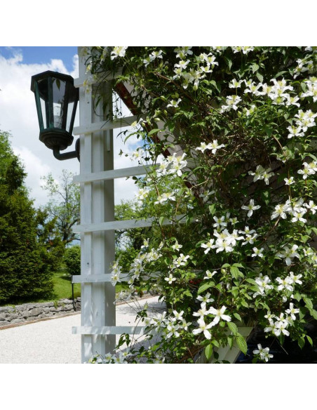 Powojnik Montana Clematis montana Wilsonii