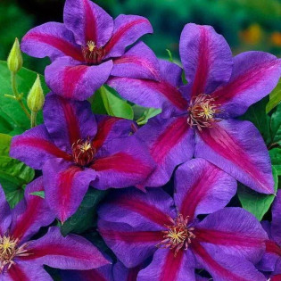 Powojnik Mrs N.Thompson Clematis