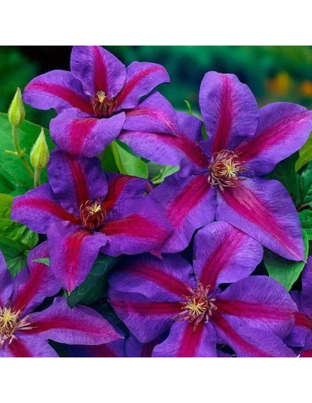 Powojnik Mrs N.Thompson Clematis