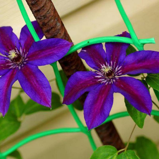 Mrs N.Thompson Clematis Powojnik