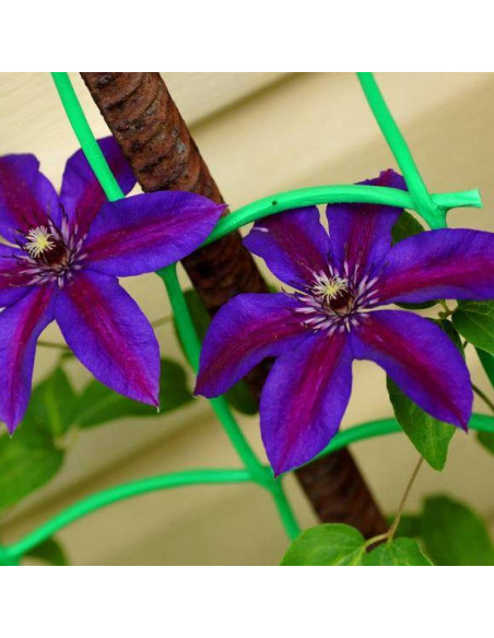 Mrs N.Thompson Clematis Powojnik