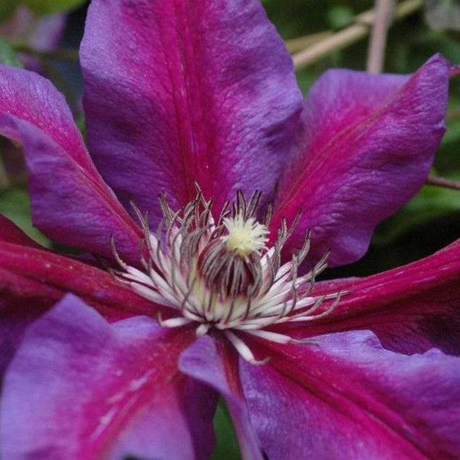 Powojnik Clematis Mrs N.Thompson