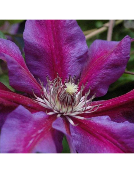 Powojnik Clematis Mrs N.Thompson