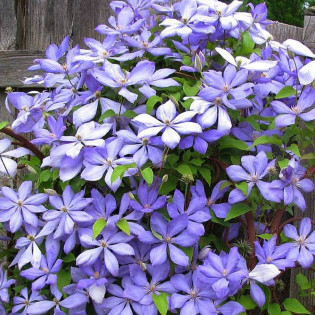 Powojnik Mrs. Cholmondeley Clematis