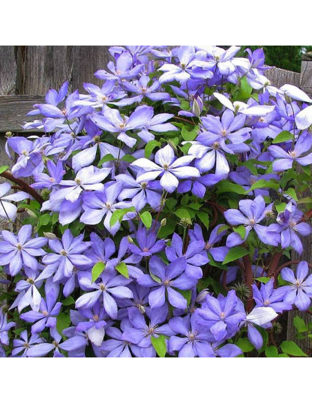 Powojnik Mrs. Cholmondeley Clematis