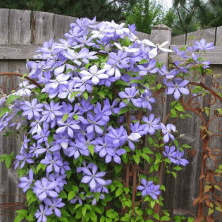 Powojnik Mrs. Cholmondeley Clematis 2