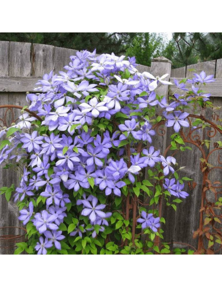 Mrs. Cholmondeley Clematis Powojnik