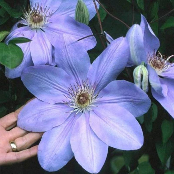 Powojnik Clematis Mrs. Cholmondeley