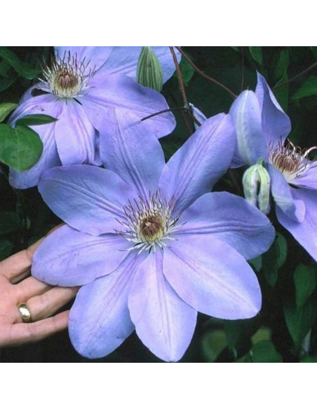 Powojnik Clematis Mrs. Cholmondeley