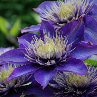 Powojnik Multi Blue Clematis