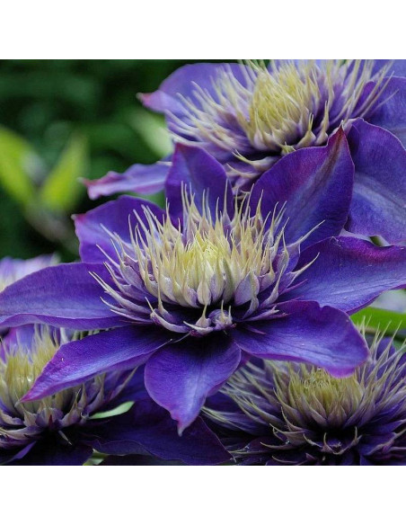 Powojnik Multi Blue Clematis