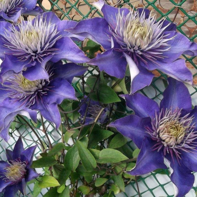 Multi Blue Clematis Powojnik